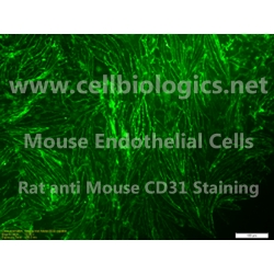 C57BL/6 Mouse Primary Uterine Microvascular Endothelial Cells